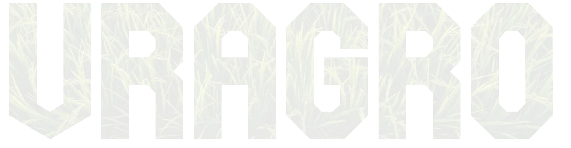VRAgro India Basmati Rice VRAgro India Basmati Rice